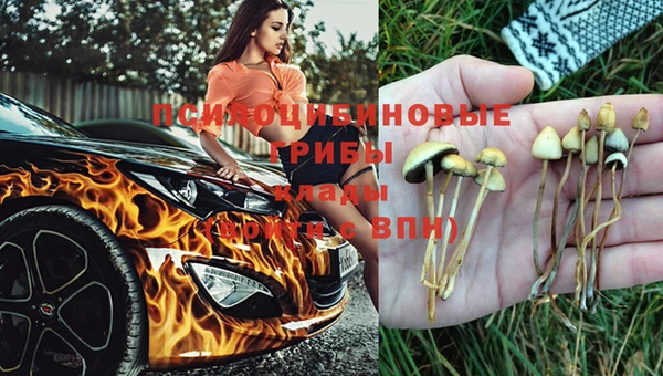 прущие грибы Баксан
