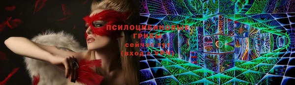 стаф Аркадак